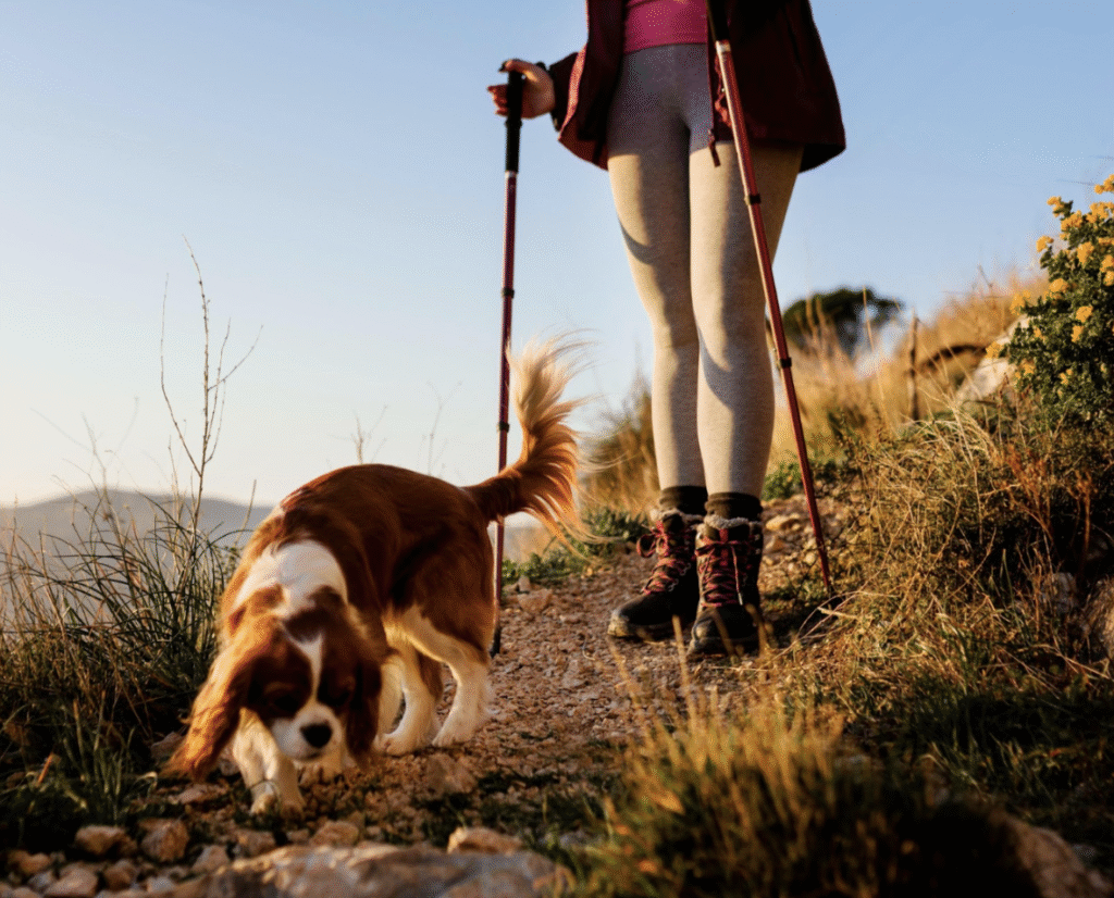 Dog-friendly hiking trails Canada